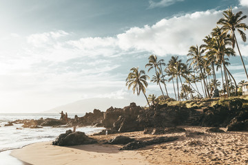 Maui Hawaii palm trees