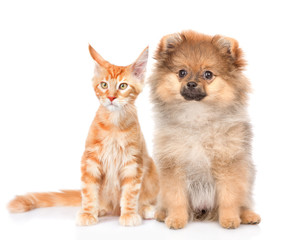 Cute spitz puppy and maine coon cat  together. isolated on white background