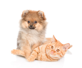 Obraz premium Puppy and playful kitten together. isolated on white background
