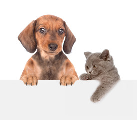 dachshund puppy and playful kitten peeking above empty white board. isolated on white background. Space for text