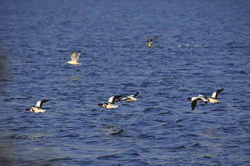 Naklejka premium The ducks