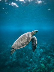 Underwater turtle swimming