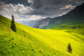 wonderful green grassland and isolated tree | Austrian Alps
