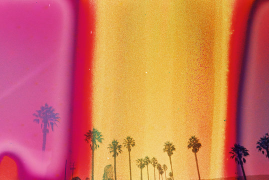 california palm trees with pink orange and yellow on film
