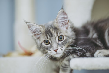 猫メインクーン