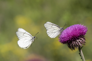 Pieridae / Alıç Kelebeği / Black-veined White / Aporia crataegi  © Yasin