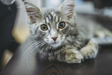 猫メインクーン