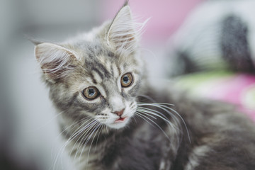 猫メインクーン