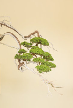 Bonsai branch