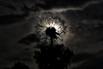 dandelion nature art-photo 