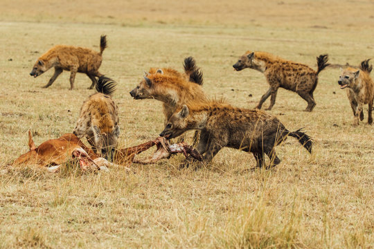 Hyena of Kenya