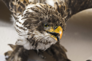 A stuffed bird of prey