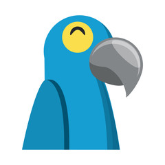 Macaw bird over white background, vector illustration