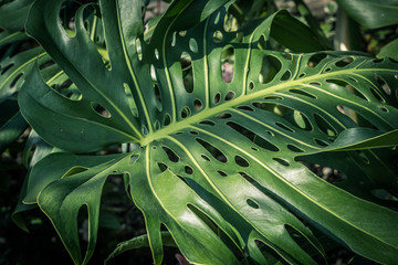 Beautiful green tropical leaves Monstera