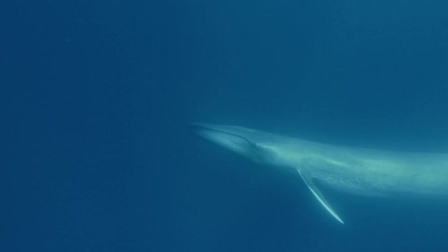 Blue whale underwater in Atlantic ocean, wildlife shot