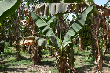Bananera © Makaron