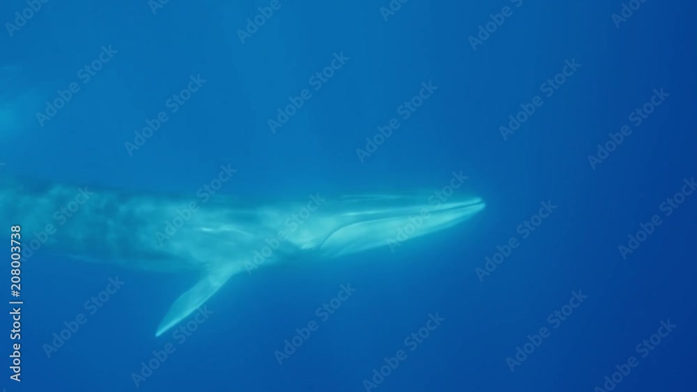 Wall mural finwhale is the second largest animal on earth underwater