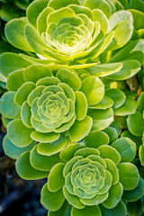 Aeonium arborescens rosette flower plant,  succulent crassulaceae