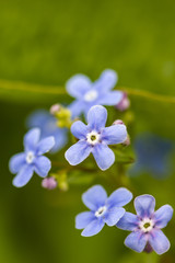 Beautiful little flowers of forget-me-not (Myosotis) in the spring afternoon. Close-up.