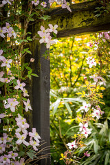 Beautiful backlit clemaits flowers on branches at the gate of the garden, close up beautiful, romantic shot