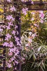 Fototapeta na wymiar Beautiful backlit clemaits flowers on branches at the gate of the garden, close up beautiful, romantic shot