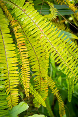 Exotic leaves, green fern background.