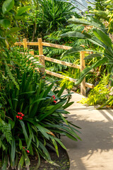 Exotic plants and wooden bridge