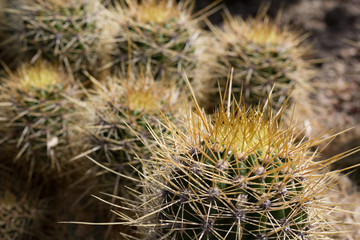 Cactus. Close up of green succulent or cactus plant with sharp spikes outside