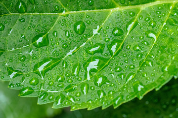 背景素材用の葉に付いた水滴