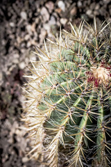 Naklejka na ściany i meble Cactus. Close up of green succulent or cactus plant with sharp spikes outside