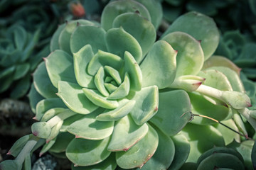 Beautiful succulent plants, close up