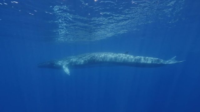 Finwhale is the second largest animal on Earth underwater
