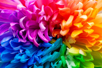 Top view of the petals of the chrysanthemum. Macro. Multi-colored painted petals of chrysanthemum for spring and summer mood. A painted flower.