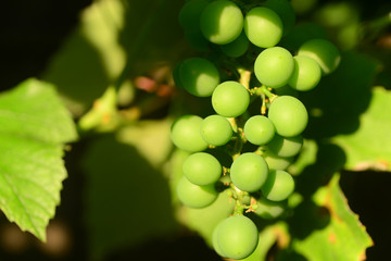 fresh green grapes in vineyard