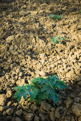 Melon plant flowering at field