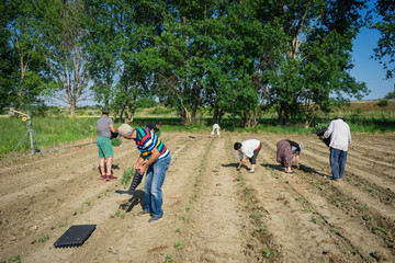 Farmers planting young tomatoes plants