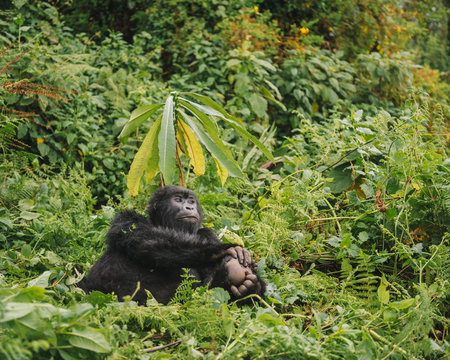 Young gorilla relaxing