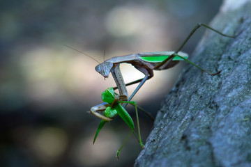 カマキリ