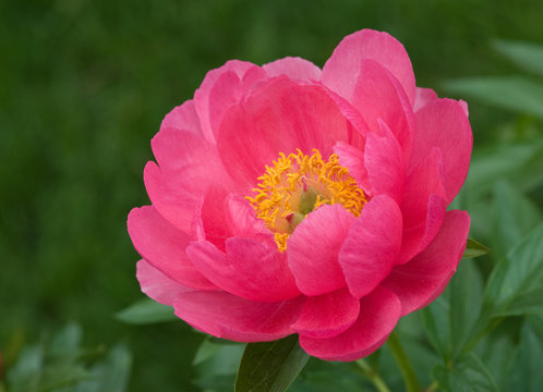 PAEONIA 'CYTHEREA'