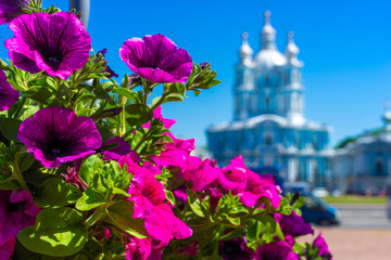Saint Petersburg. Smolny Cathedral. Russia. Sunny day .. Summer in St. Petersburg. City of Russia. Petersburg in colors.
