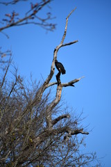 buzzard perched on a dead tree