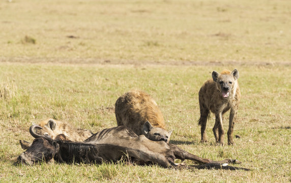 Group of hyenas eat the corpse of a wildebeest