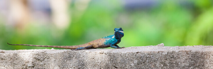 An Calotes mystaceus