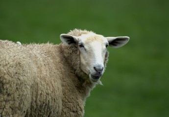 Head shot of a sheep in a green summer pasture