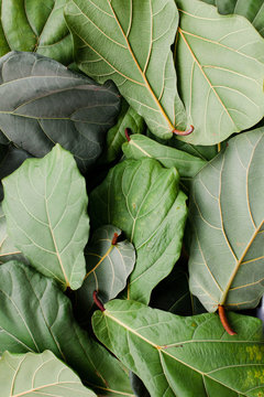 Fig tree leaves