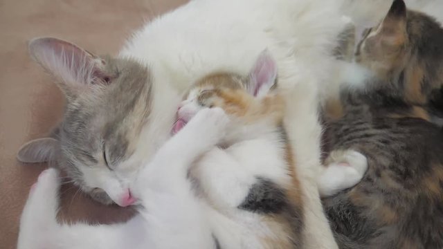 small cat and kittens slow motion video sleep on the bed. mom cat and kittens are played. cat and kittens concept lifestyle