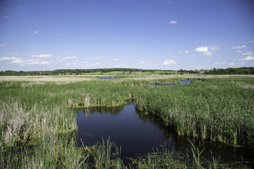 Stream and Marsh Landscape at Horicon Marsh