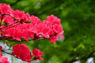 Obraz premium 雨に濡れたツツジの花