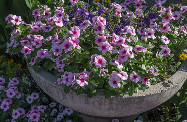 Healthy impatien flowers in a pot.