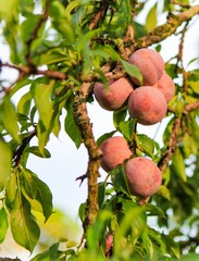 Plum fruit Moc Chau District, Son La province, Vietnam